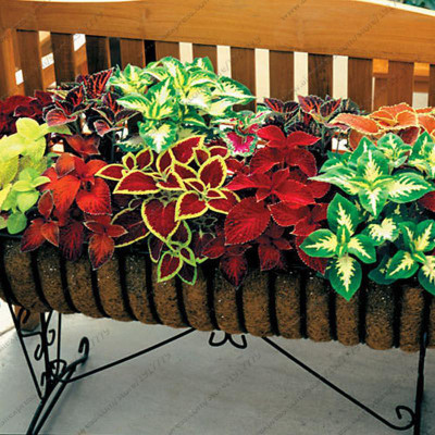 seedagro Coleus Rainbow Mixed Seed(100 per packet)
