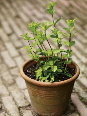 Paudha Mint/Pudina Seed(135 per packet)