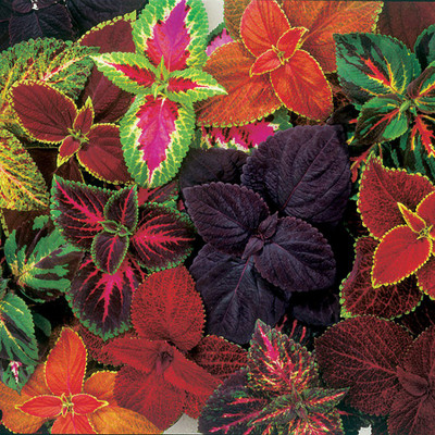 Infigarden Coleus Rainbow Mixed Seed(55 per packet)