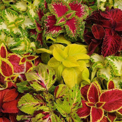 Paudha Exotic Coleus Rainbow Mix Seed(92 per packet)