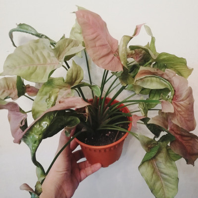 KUMUBON Syngonium Plant(Pack of 1)