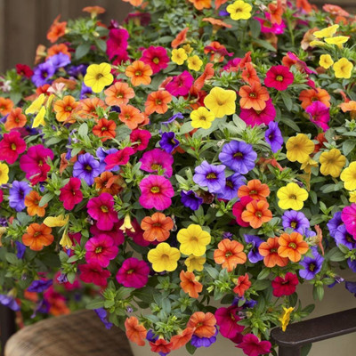 XOLDA Exotic Petunia Mixed Flower Seed(36 per packet)