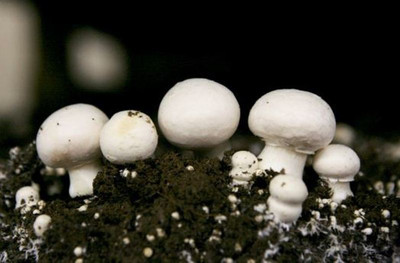 XOLDA Hybrid Mushroom Seed(65 per packet)