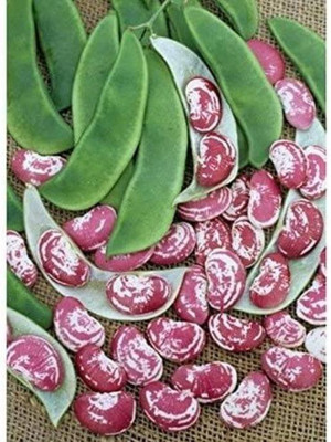PRADHAM SEEDS INDIAN BEANS DOUBLE BEAN FLAT Seed(100 per packet)