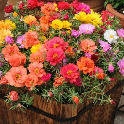 ALPINE HYBRIDE SEEDS Portulaca Mixed Seed(50 per packet)