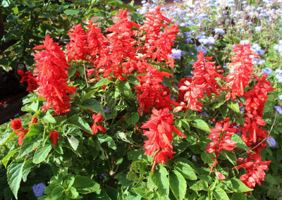 VINSEE Red salvia, scarlet sage Seed(100 per packet)