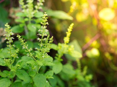 Paudha Tulsi Seed(30 per packet)