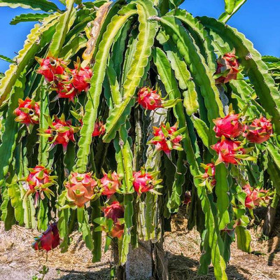 Aquinnah Dragon Tree(Hybrid, Pack of 1)