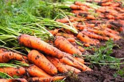 Sjeme Lal Gajar Carrot Seed Seed(30 per packet)