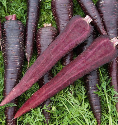 V Seed Deep Purple Hybrid Carrot Seed Seed(25 per packet)