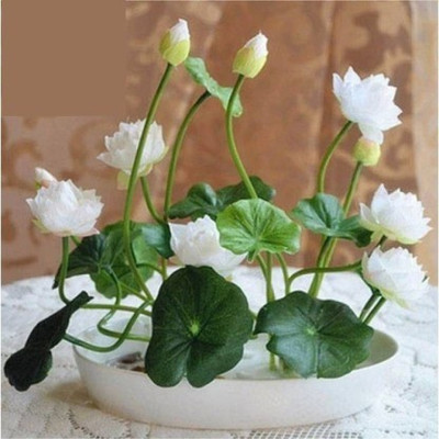 GROOT white Egyptian lotus Seed(25 per packet)