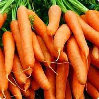 V Seed Little Finger Carrot Seed Seed(80 per packet)