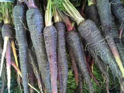 V Seed Black Organic Carrot Seed Seed(170 per packet)