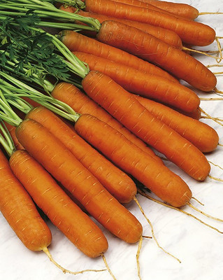 V Seed Touchon Carrot Seed Seed(20 per packet)
