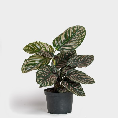 Click to buy Calathea Medallion(Hybrid, Pack of 1)