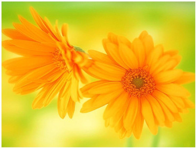 ZONATO New Calendula Flower best quality Seed(60 per packet)