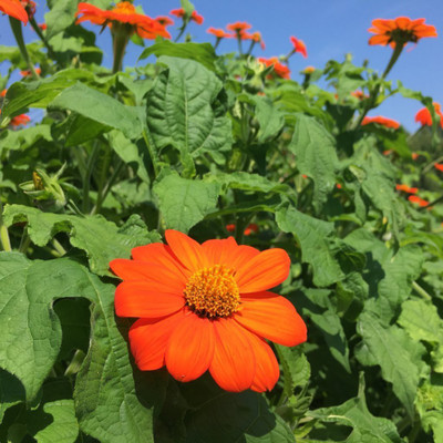 XOLDA Tithonia Seed(20 per packet)