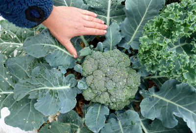 LYRS Indian Broccoli For Plant Seeds With 200gm Vermicompost Seed(20 per packet)