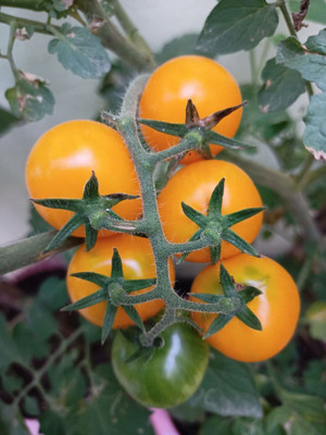 Paudha Tomato Yellow Grape Seed(41 per packet)