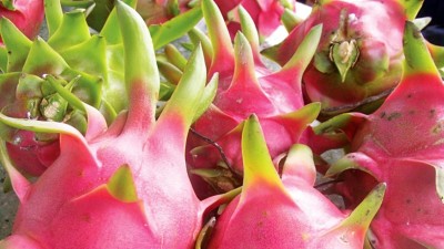 LYRS Dragon Fruit Seeds with 500gm Vermicompost Seed(450 per packet)