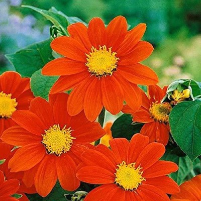 Aywal Sunflower Russian Giant Flower Seeds For Home Gardening Seed(190 per packet)