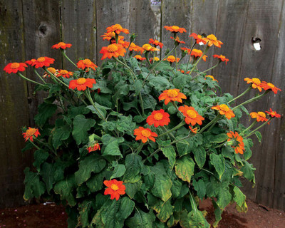 XOLDA Tithonia Seed(20 per packet)