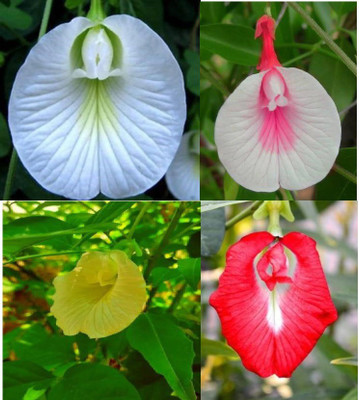 ATEKT BUTTERFLY PEA, NEELKANTA FLOWER SEEDS, APARAJITA Seed(12 per packet)