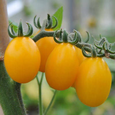 Paudha Tomato Yellow Grape Seed(41 per packet)
