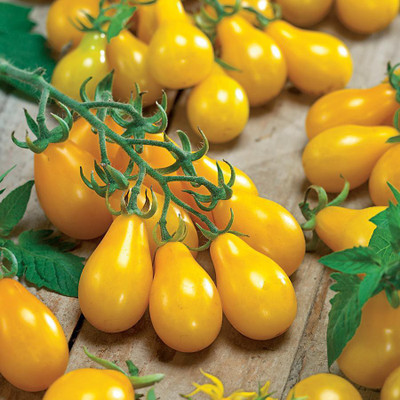 XOLDA Tomato Yellow Grape Seed(30 per packet)