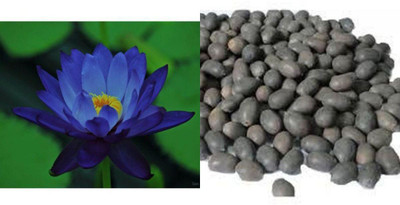 Sagarvanshi Blue Rose (10 Seed ) Seed(10 per packet)