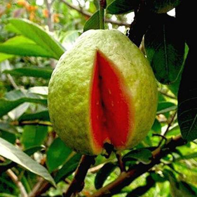 Crapulous Guava Seed(40 per packet)