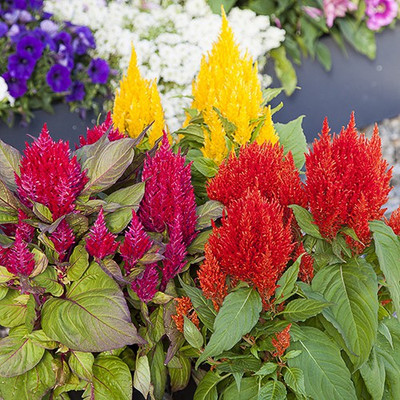 Seedsqlty Celosia flower seeds Seed(10 per packet)