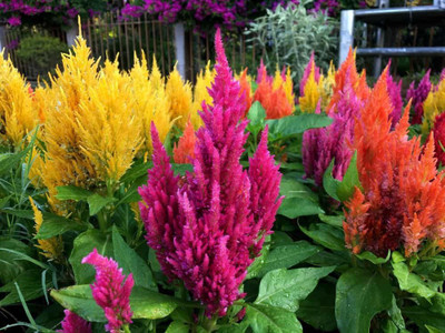 Paudha Celosia Flower Seed(54 per packet)