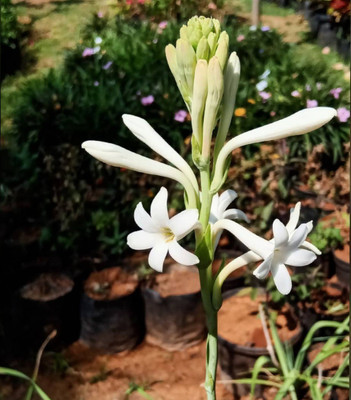 Click to buy Tuberose/Rajnigandha Plant(Hybrid, Pack of 1)
