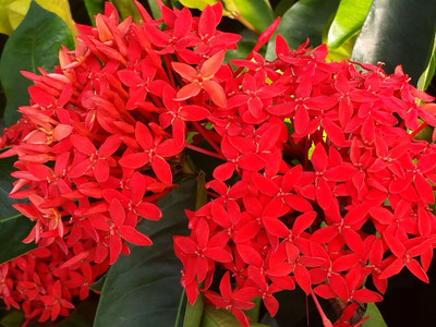 PB honey priya plant Madhumalti/Rangoon Creeper(Hybrid, Pack of 1)