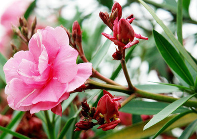 The Entacloo Oleander Plant(Hybrid, Pack of 1)