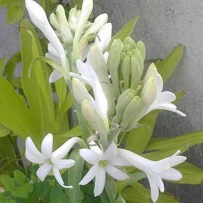 Click to buy Tuberose/Rajnigandha Plant(Hybrid, Pack of 1)