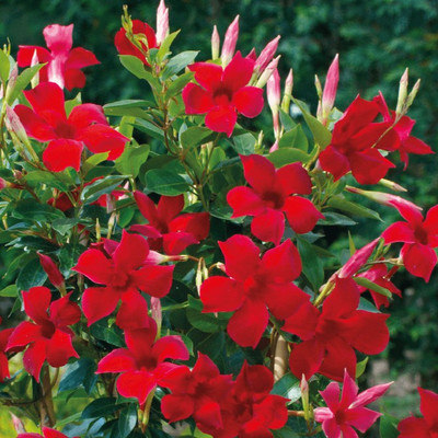Cloud Farm ZZ Plant(Hybrid, Pack of 1)