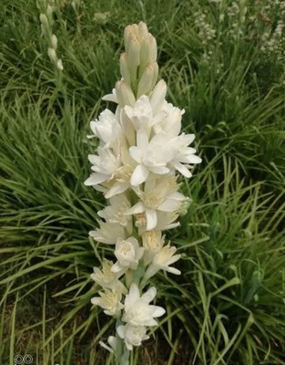 KUMUBON Tuberose/Rajnigandha Plant(Hybrid, Pack of 1)