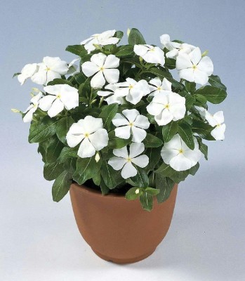 CYBEXIS Madagascar Periwinkle Catharanthus roseus White Vinca Rosea Seed(1 g)