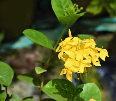 PB honey priya plant Trothic Ixora/Chethi Plant(Hybrid, Pack of 1)