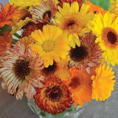 Chalisa calendula, chamanthi Seed(25 per packet)