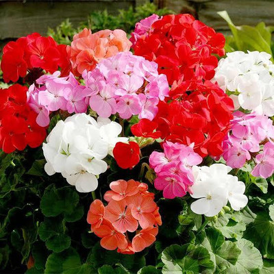 BEE Garden Geranium Mixed Seed(13 per packet)