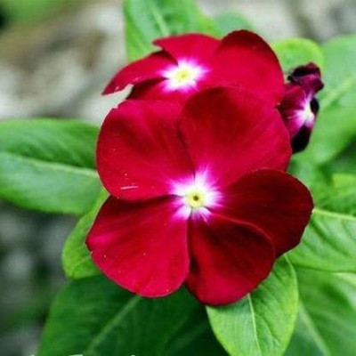 Crapulous Vinca Deep red /sada bahar Seed(10 per packet)