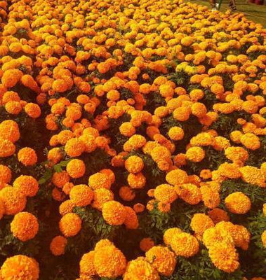 PRABHU KRIPYA GENDA Seed(150 per packet)