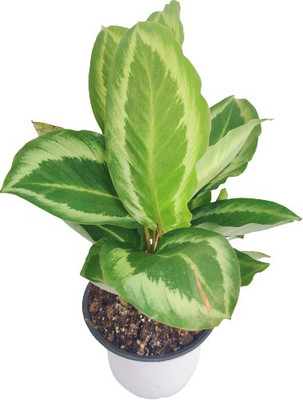 Indian Flora Calathea Dottie(Pack of 1)