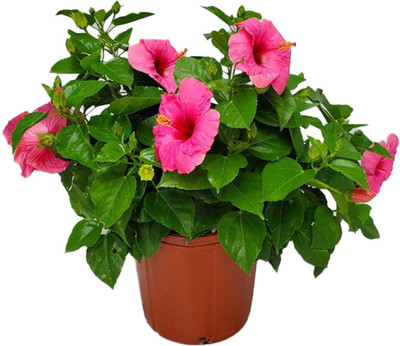 Samarthgreens Hibiscus Plant(Hybrid, Pack of 1)