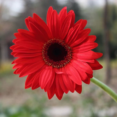 XOLDA Exotic Daisy Red Flower Seed(16 per packet)