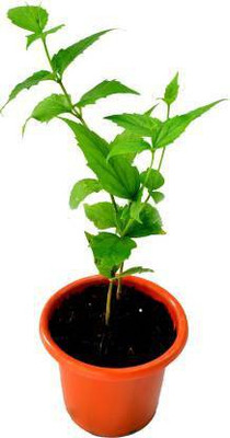 Parvez Greenhoz Jasmine Plant(Hybrid, Pack of 1)