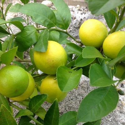 Ukanda Lemon Plant(Hybrid, Pack of 1)